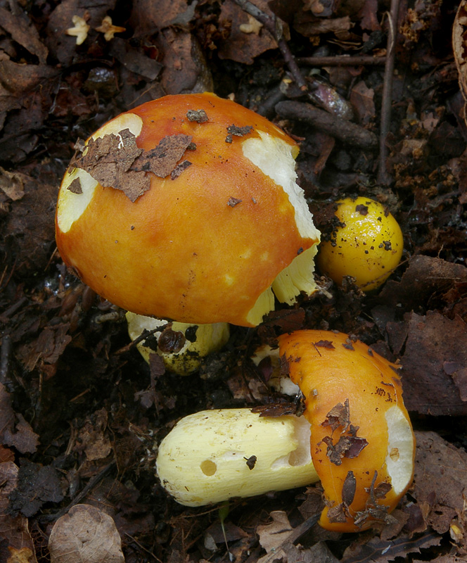 Russula aurea